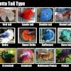 The male crowntail betta has a caudal fin with large extensions that can grow to reach a diameter of eight inches, around three times the size of the fish's body. Https Encrypted Tbn0 Gstatic Com Images Q Tbn And9gcrxuhjn9z8xl2tlj6dkayy 2p6nh6a0hlszh0ec0rf Nbunn0ty Usqp Cau