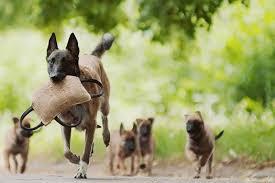 The overall impression is of power without bulkiness. Belgian Malinois Smart Dogs Often Used For Police Or Military Work