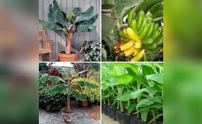 Remember to only harvest from plants that have been properly identified and where you know. A Mini Guide To Grow Bananas In Pot At Home