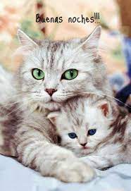 Pin De Rosa En Saludos D Buenos Dias Saludos De Buenas Noches Buenas Noches Frases Fraces De Gatos