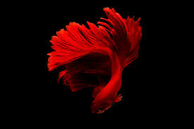 Gambar cipratan cat warna warni png by admin v o l c september 08 2019. Ikan Cupang Merah Foto Stok Gratis