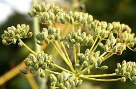 Image result for ‫رازیانه‬‎