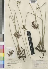 Image result for Cyperus denudatus