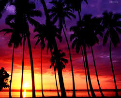 Here you can find the best sunset beach wallpapers uploaded by our community. Wallpaper Beach Sunset With Palm Trees Apessoaescreve