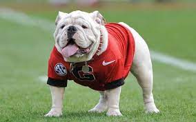 The georgia bulldogs latest football and basketball news, stats, schedules, football and basketball recruiting. Why Is The Georgia Mascot A Bulldog And Who Is Uga Al Com
