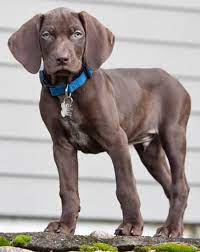 It is sometimes called the 'dog with a human brain' because of its high problem solving abilities. Bogart The Weimaraner Mix I Love His Big Ears Weimaraner Dogs Puppies Weimaraner