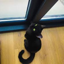 American Shorthair Bombay Cat Vs Black Cat The British Bombay Cat Can Have Yellow Orange Or Green Eyes British And American Bombays Are Very Similar Cats Both Having A Slee Bombay Cat Cat Greens Cats