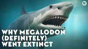 It was the largest predatory shark ever, even more powerful we all know how dangerous a great white shark is, and in megalodon we imagine a shark with the same instincts and ferocity, but much, much larger. Why Megalodon Definitely Went Extinct Youtube