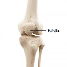 Image result for Patella aspera