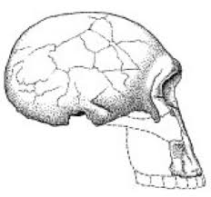 Seine miene veränderte sich schlagartig. Homo Habilis Lexikon Der Biologie