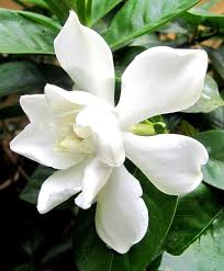 Top 10 Scented Plants That Will Make Your Garden A Fragrant Paradise Flowers Perennials Fragrant Plant Gardenia Plant