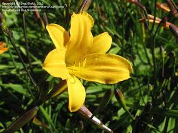 What is this yellow flowering mounded plant? Plant Identification Closed Yellow Flower Identification 1 By Snapshots