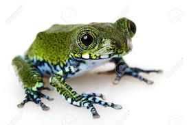 Image result for Leptochloa obtusiflora