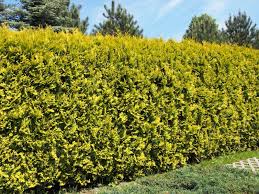 Image result for Živý plot z habru