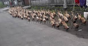 Toptan bebek giyim alanında türkiye de bursa merkezli firmamız, 0 ile 10 yaş arası modelleri ile ithalat,ihracat yapmaktadır. Bebek Mati Lemas Keracunan Ampas Kelapa Ternakpedia