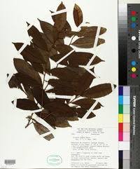 Image result for Xylopia wilwerthii