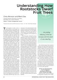 The mexican lime tree is a heavy bearer, vigorous tree with very juicy fruit. Pdf Understanding How Rootstocks Dwarf Fruit Trees