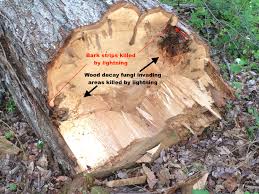 Image result for trees with spiral bark blown off from lightning