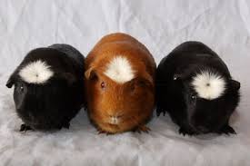 We did not find results for: British Cavy Council Crested Cavy Club