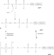 Atp synthase uses the energy generated from the movement of h+ ions into the matrix for the conversion of adp to atp. Adenosine Triphosphate An Overview Sciencedirect Topics
