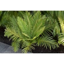 Image result for Blechnum ivohibense