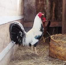 Resultado de imagen para gallo americano wikipedia