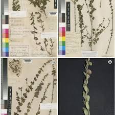 Image result for Tinnea