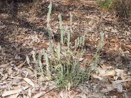 Image result for Justicia fittonioides