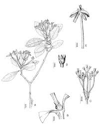 Image result for Ixora kalehensis