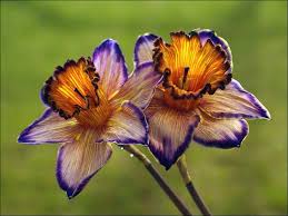 Purple Narcissus Flower 375768 213731972029973 195024383n Jpg Narcissus Flower Rare Flowers Unusual Flowers