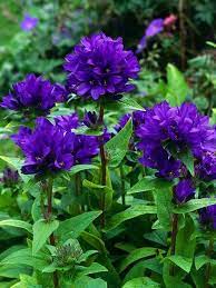 It makes a border in gardens or works nicely for cottage or rock gardens. Tall Cottage Garden Flowers 4 Purple Garden Purple Flowers Flower Garden