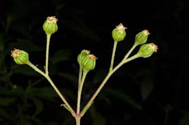 Image result for Adenostemma viscosum