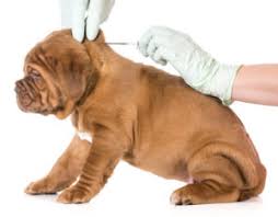 Regular vaccinations help puppies grow into dogs who remain free of infectious diseases, and also prevents them from passing nasty diseases on to other animals in the local area. Puppy Vaccinations The Rest Of The Story Avidog University