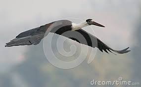 Black Bird With Red Neck Wolly Necked Stork Flying In Sky Bird Colour Are Deep Crimson Or Wine Red Neck Are White And Head Are Black Overall Bird Colour Bea Photo Bird Stock Photos