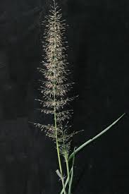 Image result for Eragrostis plana