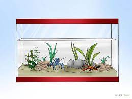 How To Take Care Of Crayfish Classroom Pets Crayfish Pets