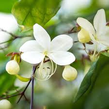 Image result for Clerodendrum abilioi