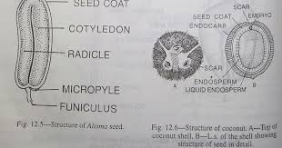 Structure Of Monocotyledonous Exalbuminous Seeds This Type Is Seen In Sagittaria Sagittifolia Alisma Plantago Alismaceae And A Seeds Seed Structure Coconut