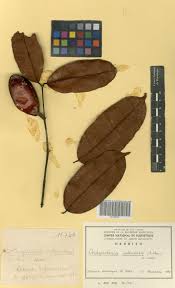 Image result for Orthopichonia