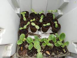 Pin On How Does Your Garden Grow