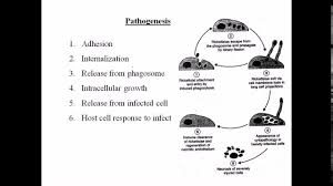 Image result for Rickettsiae