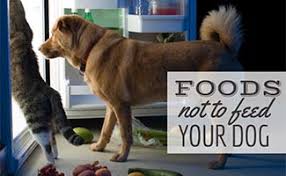 These statements have not been evaluated by the food. 28 Foods Not To Feed Your Dog And A List Of Those You Can Caninejournal Com