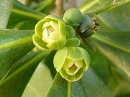 Image result for Canellaceae