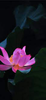 Lotus wallpapers, specifications & videos of the exige, elise, elan, esprit, eleven, evora and much more. Pink Lotus Flower Iphone X Wallpapers Free Download