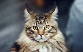 The maine coon cat is a native american longhaired cat, which developed along the rugged seafaring coast of maine where it was kept on ships for the purpose of rodent control and and in barns as mousers, a talent for which they are held in high regard. 12 Little Known Maine Coon Cat Facts