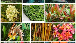 Maybe you would like to learn more about one of these? Tropical Plants And Flowers Growing Plants In Cooler Climates Aloha Tropicals