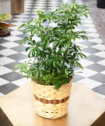 Image result for Schefflera