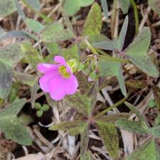 Image result for Oxalis latifolia