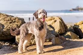 Reward him with treats, praise, or play each time he does something you their australian shepherd parentage may give them the instinct to nip and herd, but you can train this out of puppies through socialization and plenty. Aussiedoodle Is This Teddy Bear Dog Right For Your Family
