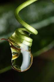 Raindrop In Passionflower Tendril Passion Flower Rain Drops Flowering Vines